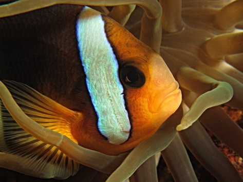UW Anemone fish 1
