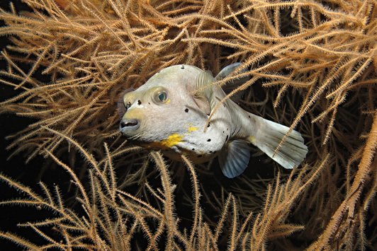 UW Puffer fish