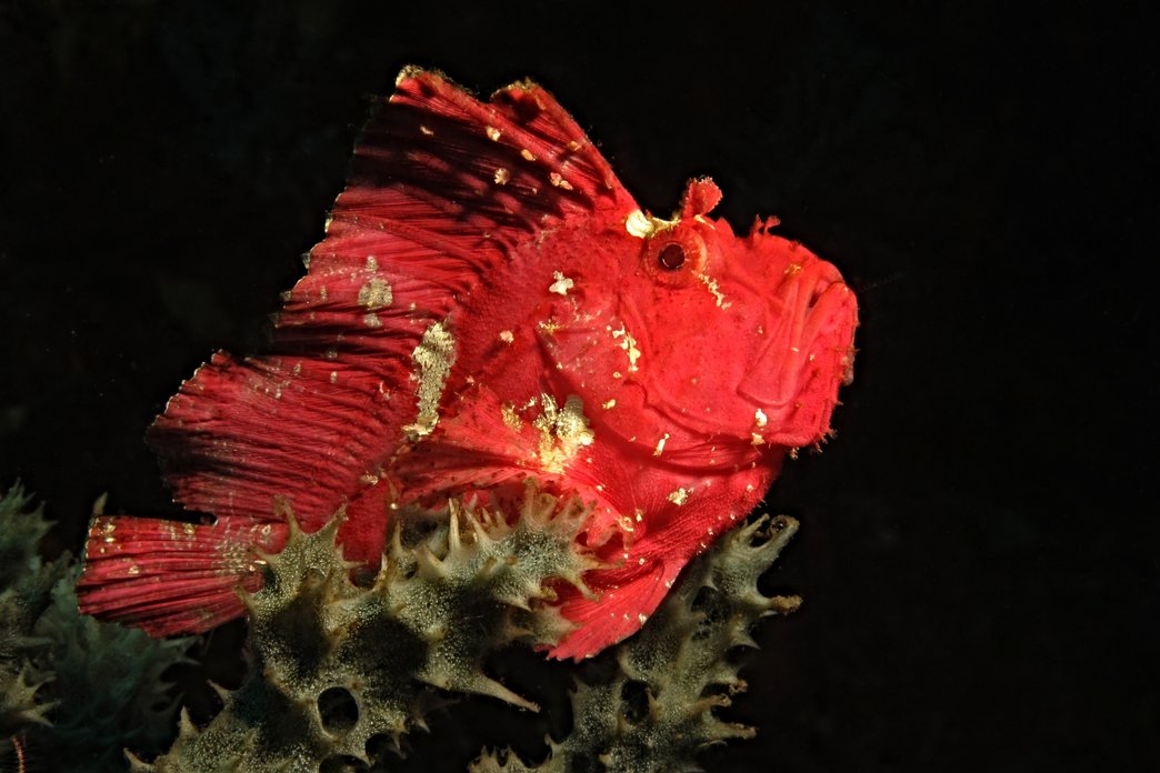 UW Leaf scorpionfish red 1