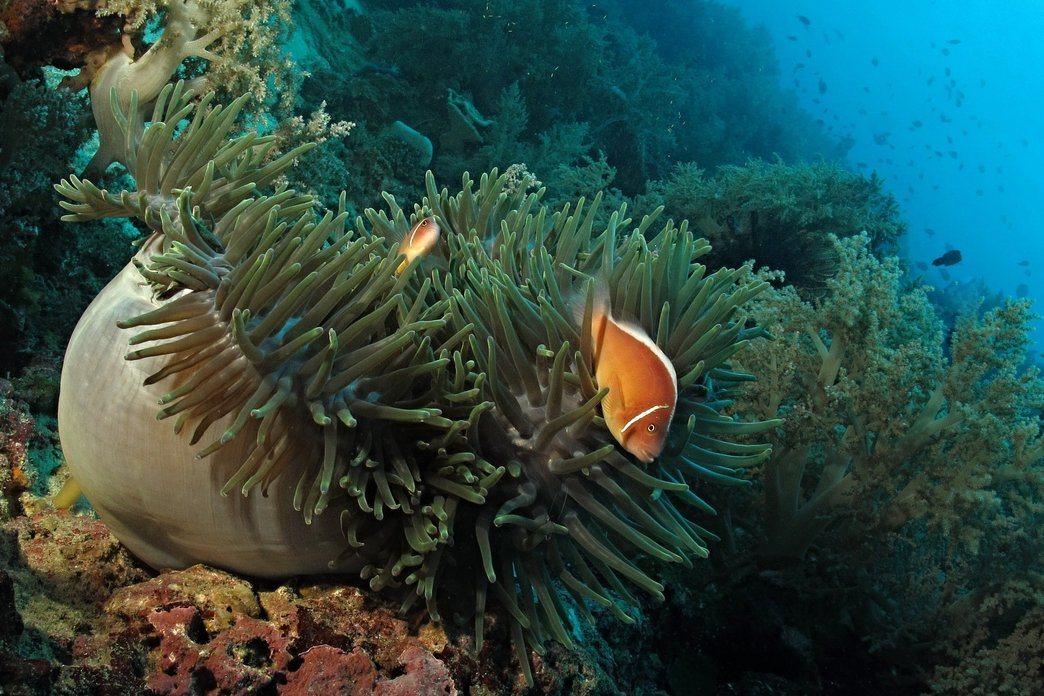 UW Anemone with nemo