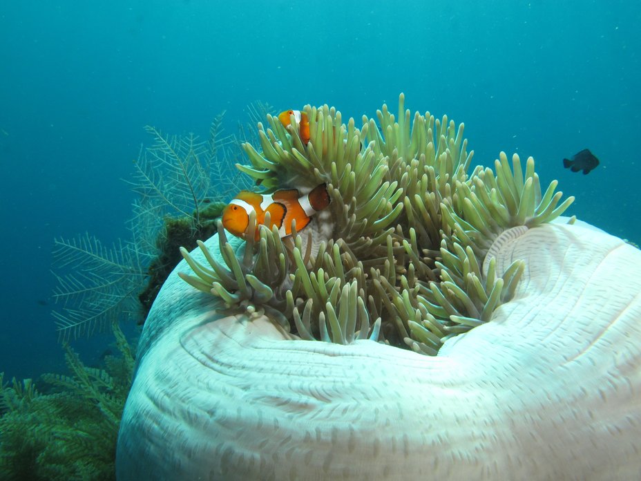 UW Anemone with clown 2