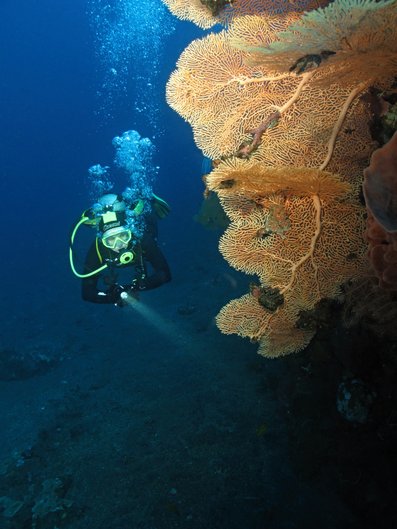 UW corals with diver 1