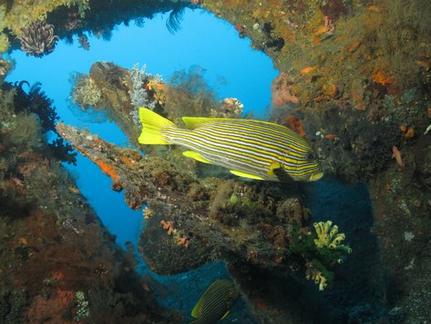 UW Wreck Relax Sweetlip 1