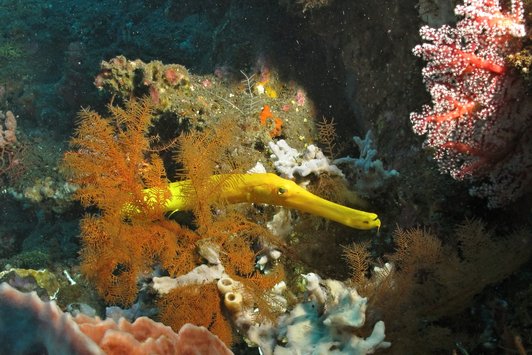 UW yellow pipefish 1