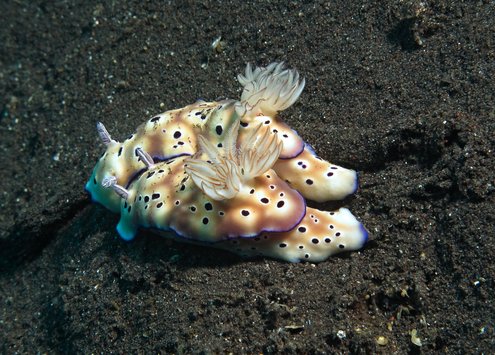 UW nudibranches mating 1