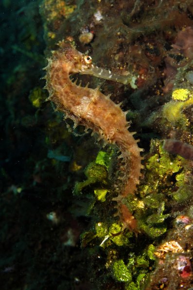 UW Seahorse