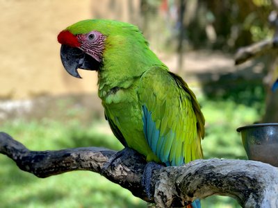 Relax Bali - Bird park