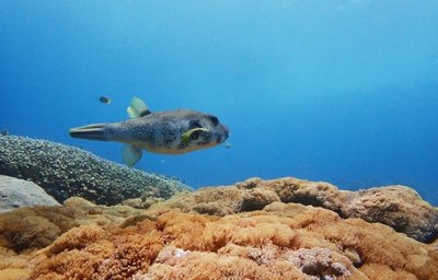 Relax Bali - Divespot III.