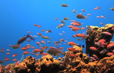 Relax Bali - Divespot IV.