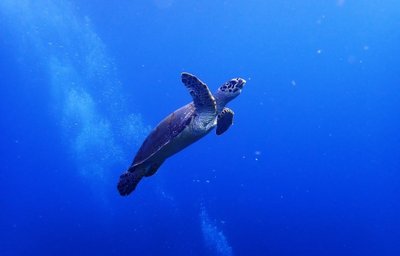 Relax Bali - Divespot Vi.