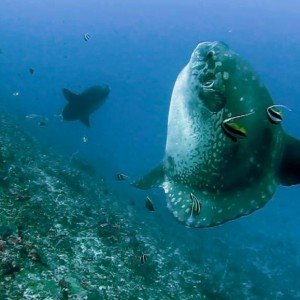 Relax Bali - diving mola mola