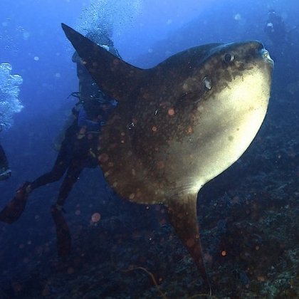 Měsíčníci na Bali