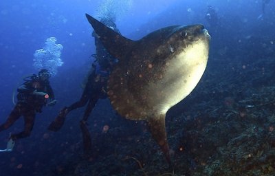 Relax Bali - diving Mola mola