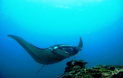 Relax Bali - dive manta OWD IV.