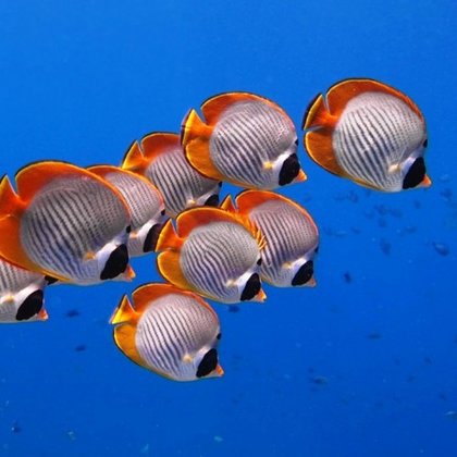 Kurz potápění pro děti - Scuba Rangers