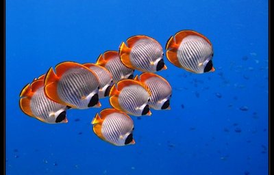 Relax Bali - dive fish OWD V.