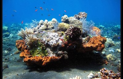 Relax Bali - dive OWD VI.