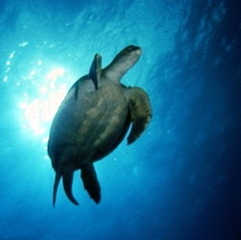 Pokročilý kurz Advanced Open Water Diver (AOWD)