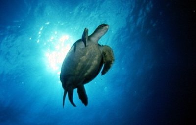 Relax Bali - OWD XIV.