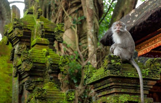 Relax Bali - Monkey forest