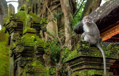 Relax Bali - Monkey forest