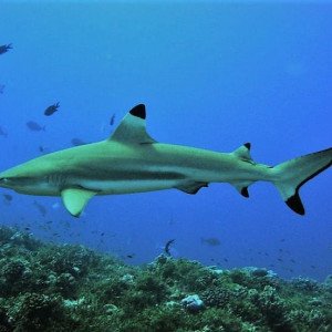 Relax Bali - Žraloci