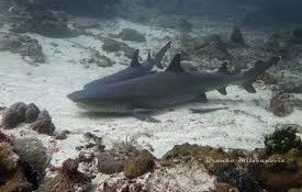 Relax Bali - Žraloci III.