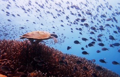 Relax Bali - diving SD