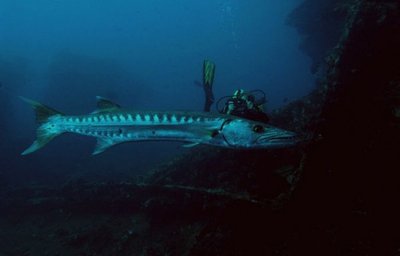 Relax Bali - diving Liberty