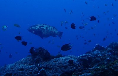 Relax Bali Wreck diving XIII.