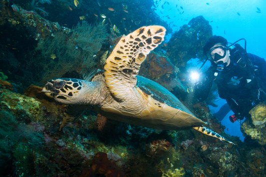 UW turtle at Liberty